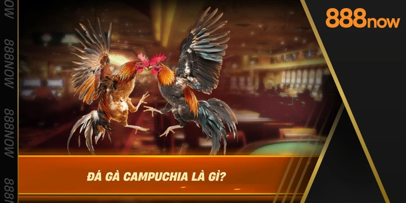 da-ga-campuchia-la-gi