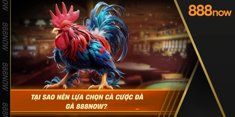 tai-sao-nen-lua-chon-ca-cuoc-da-ga-888now-